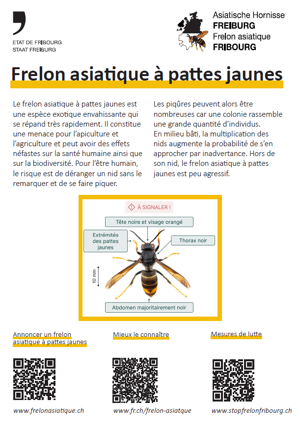 frelon_asiatique_1.jpeg